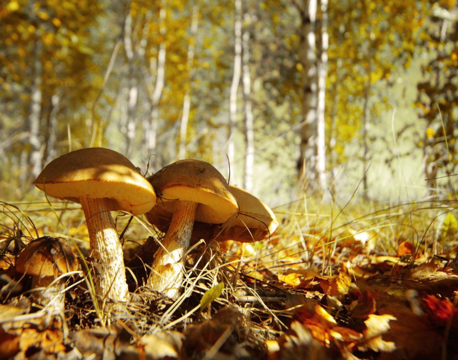 Funghi Velenosi Come Riconoscerli E Quali Sono