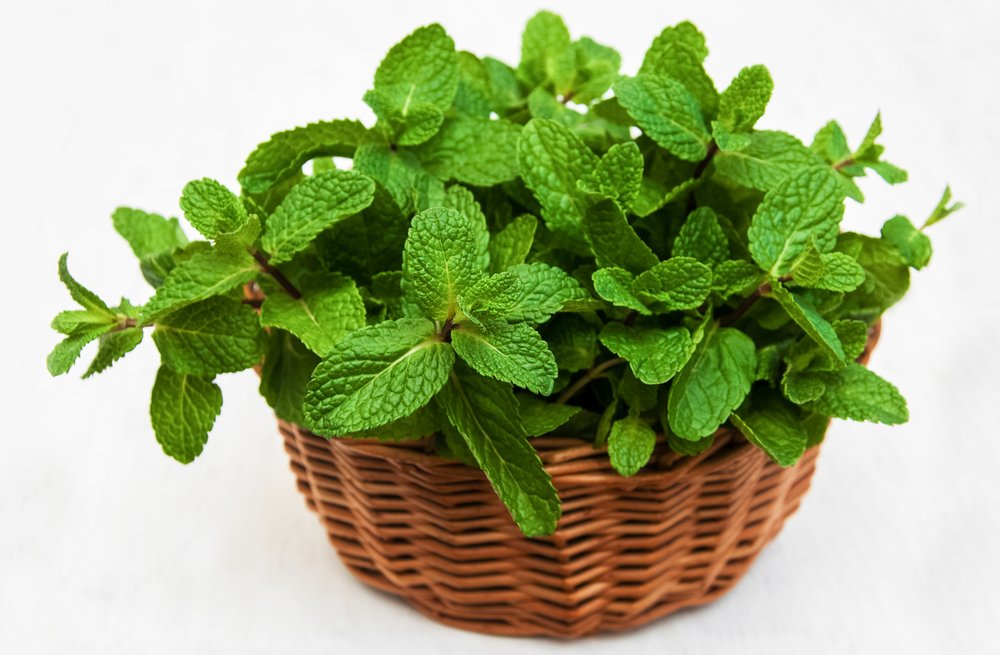 Menta Tutti I Segreti Dell Erba Aromatica Pi Popolare Tuttogreen