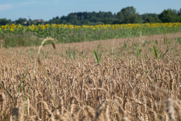 Kamut Benefici Propriet Nutrizionali E Suoi Derivati