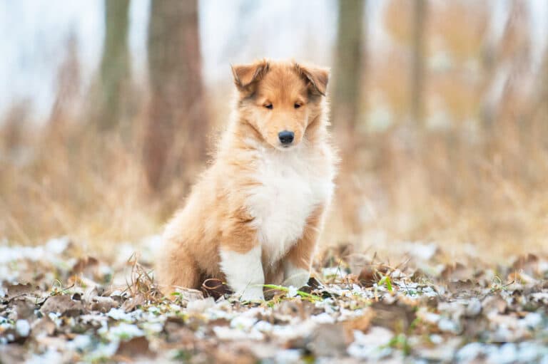 Pastore Scozzese Carattere E Aspetto Del Cane Reso Immortale Da Lassie