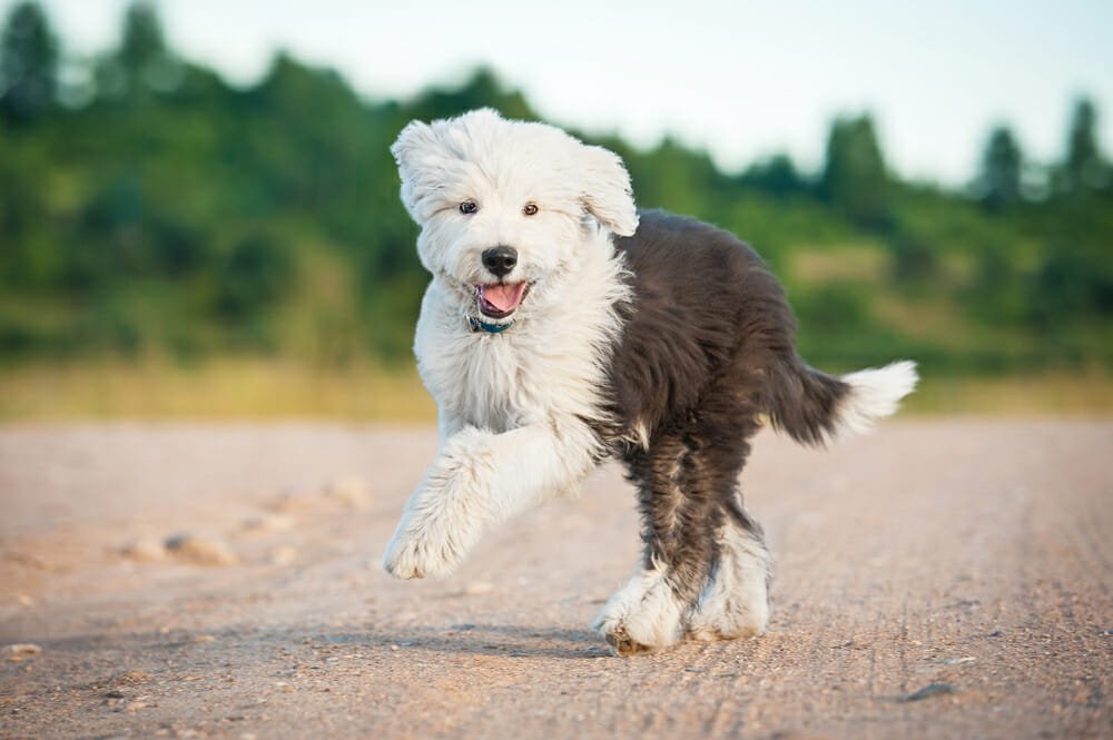 Bobtail Carattere Allevamento E Prezzi Di Questo Cane Docile E