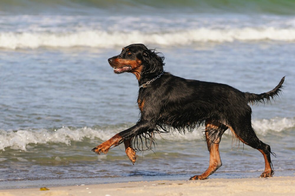 Setter Gordon Aspetto Carattere Educazione Di Questo Cane Stupendo