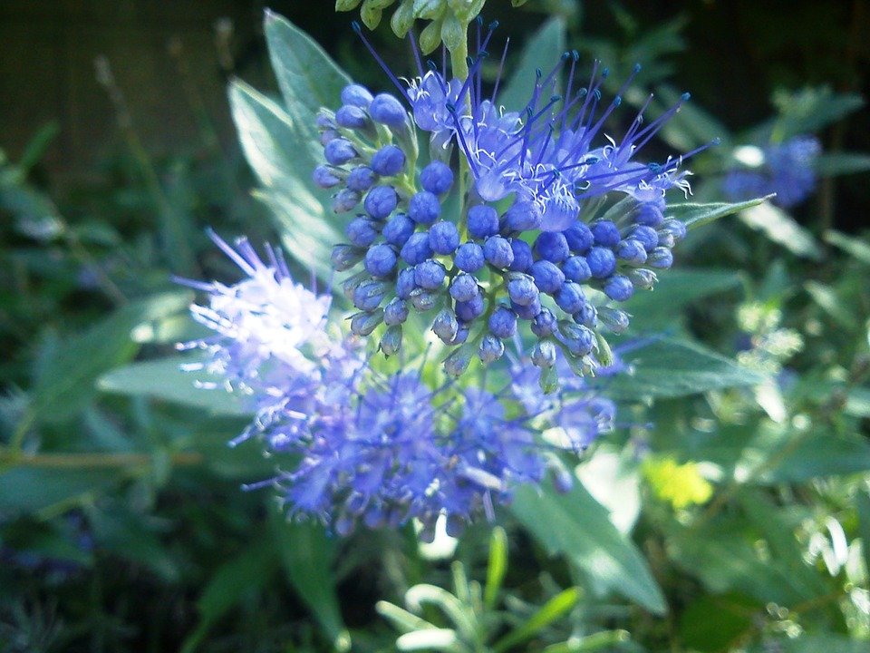 Fiori blu bellissimi e diversi scopriamo le varietà più diffuse