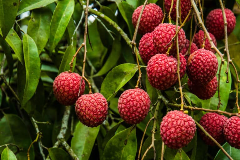 Litchi proprietà caratteristiche e ricette con questo frutto esotico