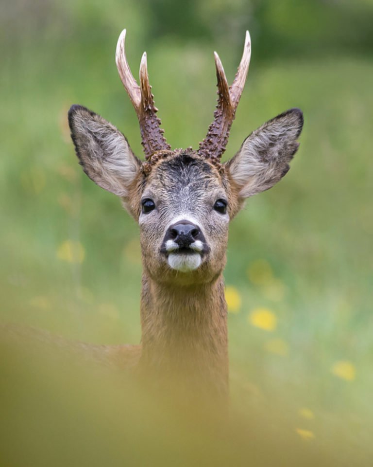 Capriolo Caratteristiche E Differenze Rispetto A Daino E Cervo