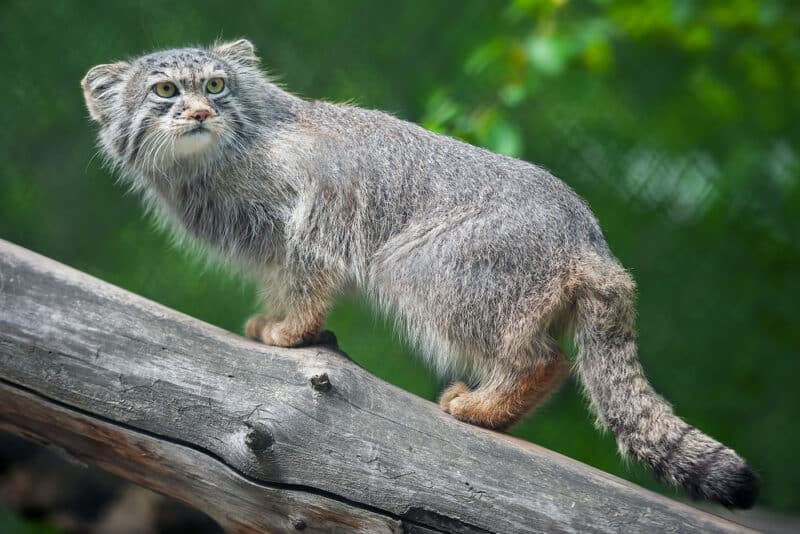 Gatto Di Pallas Origini Aspetto Carattere E Dove Vive