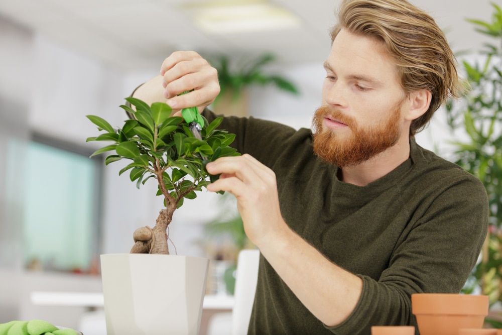 Come Coltivare Bonsai La Guida Pratica Adatta A Tutti