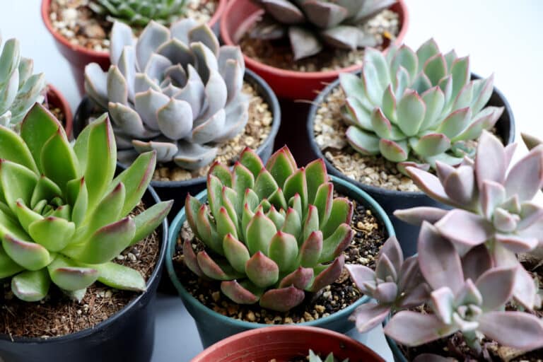 Echeveria Consigli Per La Cura E La Coltivazione In Vaso O Piena Terra