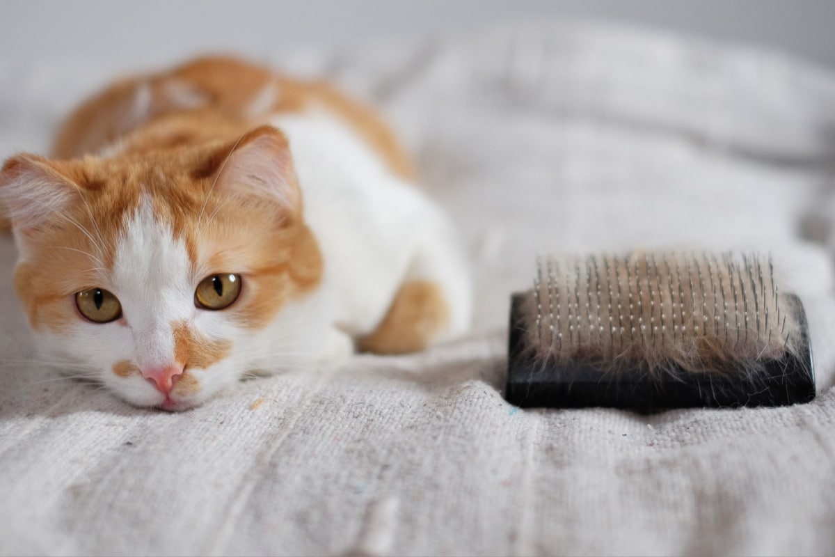 Gatto Perde Pelo A Chiazze Tutte Le Possibili Cause E I Rimedi