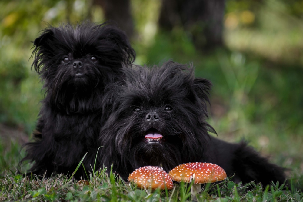 Affenpinscher Origines Caract Ristiques Physiques Et Temp Rament