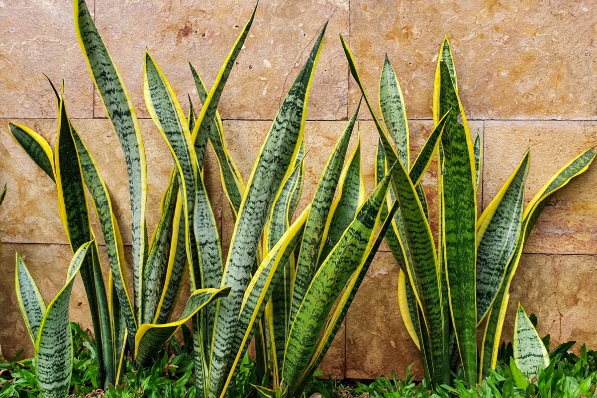 Come Curare La Sanseveria Dove Tenerla Quanto Bagnarla E Altri Consigli