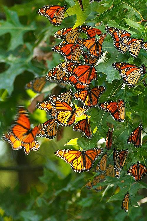 early-research-links-insecticide-monarch-butterfly-deaths-minnesota