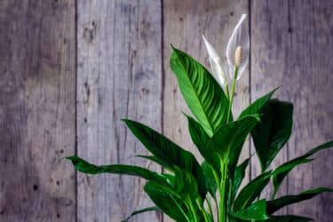 Spathiphyllum - migliori piante per purificare l'aria di casa