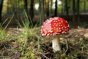 Come fare attenzione ai funghi velenosi