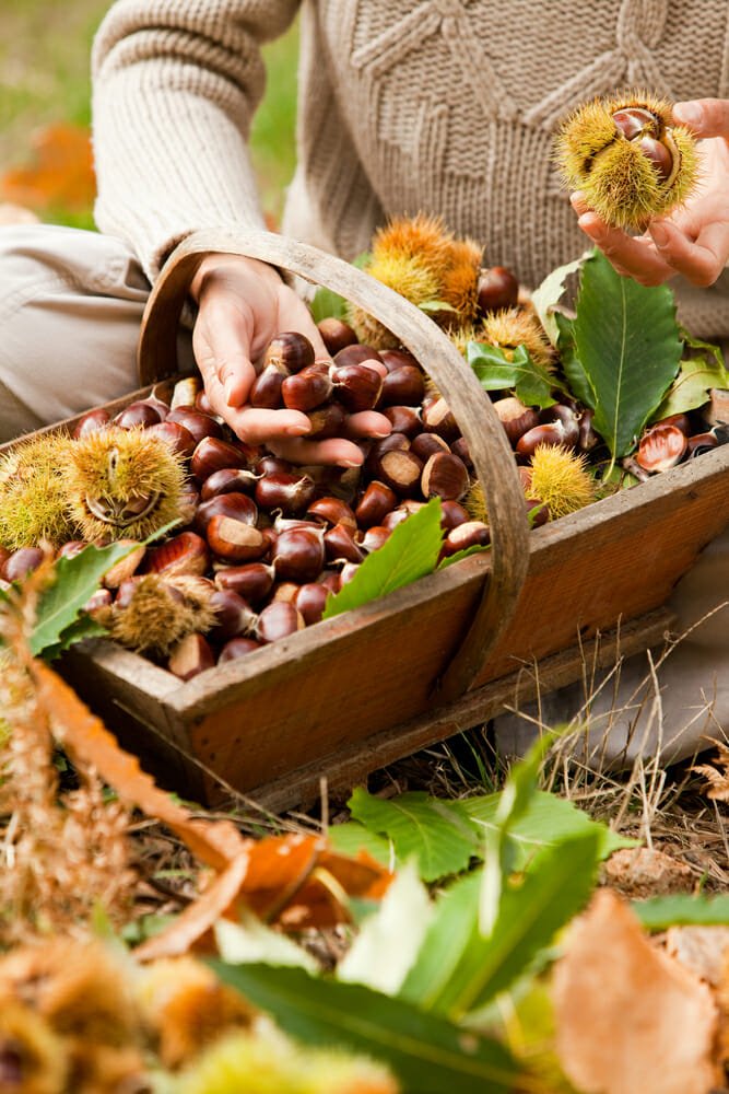 Come raccogliere le castagne e conservarle: tutte le ...