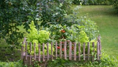 Come fare un orto in giardino