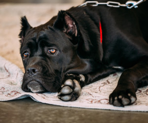 Cane Corso Carattere Educazione E Aspetto