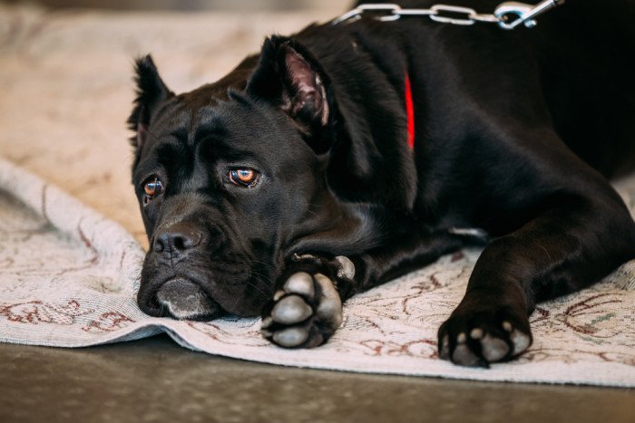 Cane corso, carattere educazione e aspetto