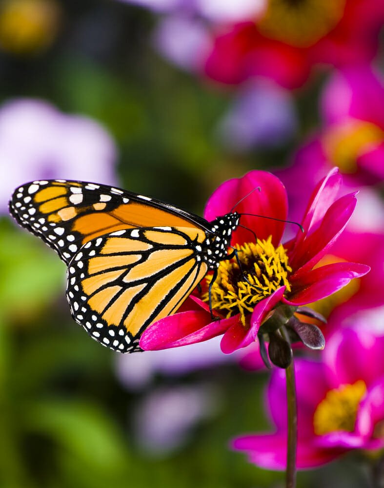 La Farfalla Monarca E La Spiegazione Delle Sue Incredibili Migrazioni