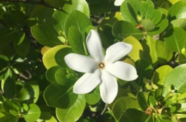 Tiaré : fleur de Tahiti aux propriétés de beauté fantastiques