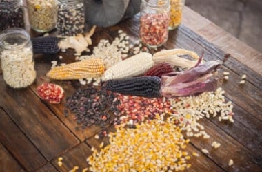 Le maïs, une céréale importante dans l'histoire de l'humanité, à mieux connaître