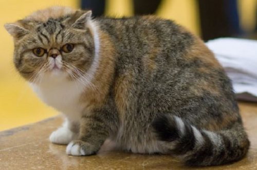 Gatto Exotic Shorthair: carattere, particolarità, cura e prezzo