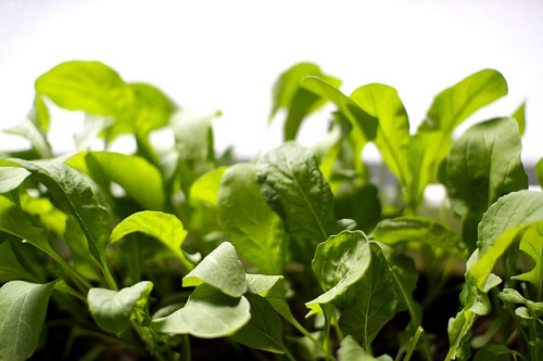 Rucola: Proprietà, Benefici, Come Coltivarla E Ricette Di Cucina ...