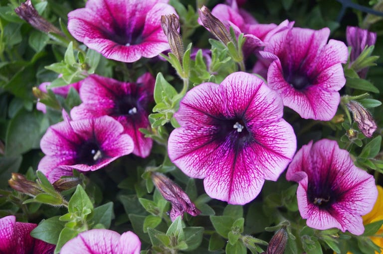 Surfinia: cura e coltivazione di questa pianta dai fiori coloratissimi