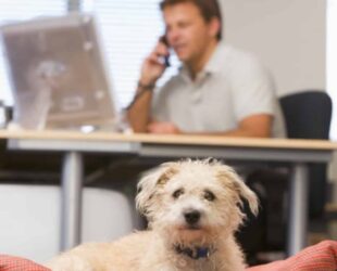 Portare il cane in ufficio per lavorare meglio