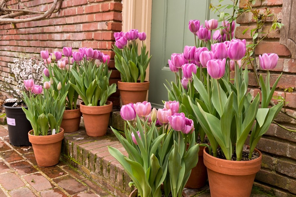 Come piantare i bulbi di tulipani: una guida pratica coi nostri consigli