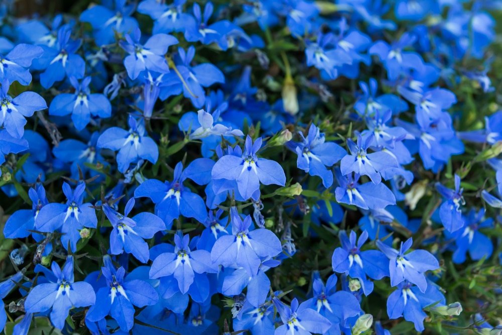 Lobelia: Varietà, Coltivazione E Cura Di Questa Piccola Pianta Decorativa