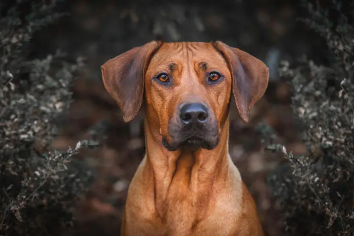 Rhodesian Ridgeback, carattere, cure e allevamenti