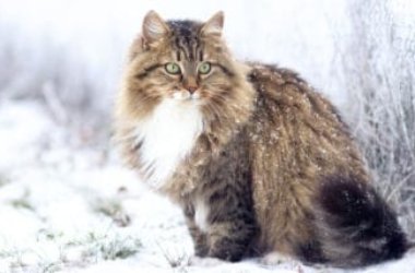 Ce que vous devez savoir sur le chat sibérien, le chat qui vient du froid