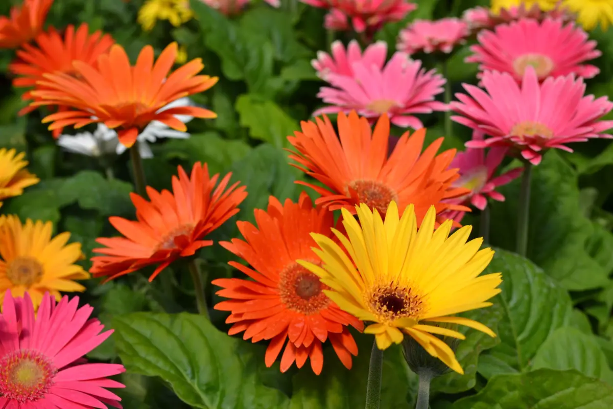 Gerbera: significato, coltivazione e cura di questi splendidi fiori