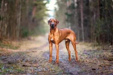 Rhodesian Ridgeback, carattere, cure e allevamenti