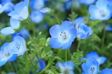 Fleurs bleues : les variétés à connaître absolument