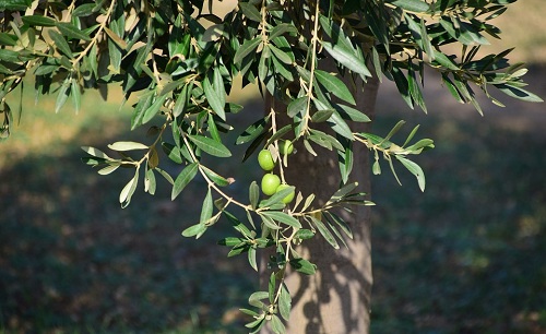 Alberi Sempreverdi 10 Variet Da Piantare In Giardino Hello Green