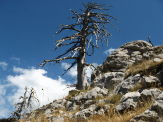 Tutto sul Parco nazionale dell’Appennino lucano