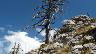 Tutto sul Parco nazionale dell’Appennino lucano