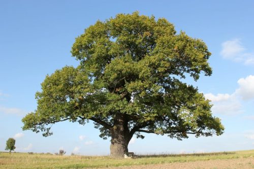 è simile alla quercia