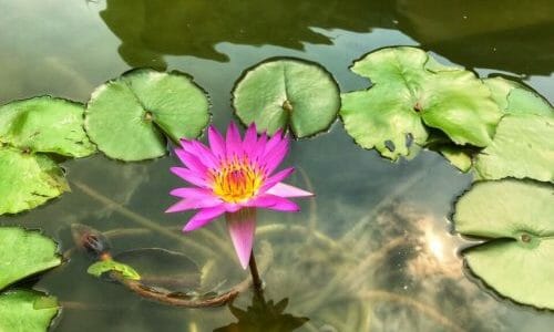 Fiore di loto: caratteristiche, significato e come coltivarlo con successo