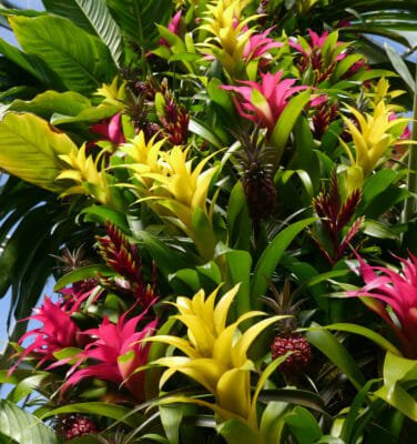 Bromelia, Che Passione: La Guida Per Coltivare Le Bromelie A Casa