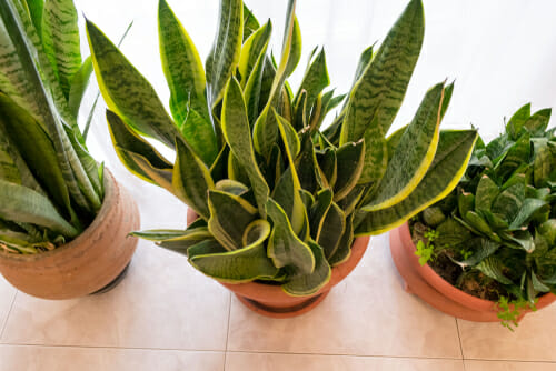 How To Grow And Care For Sansevieria World Of Succulents