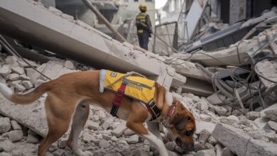 Cani per la ricerca di persone da terremoto