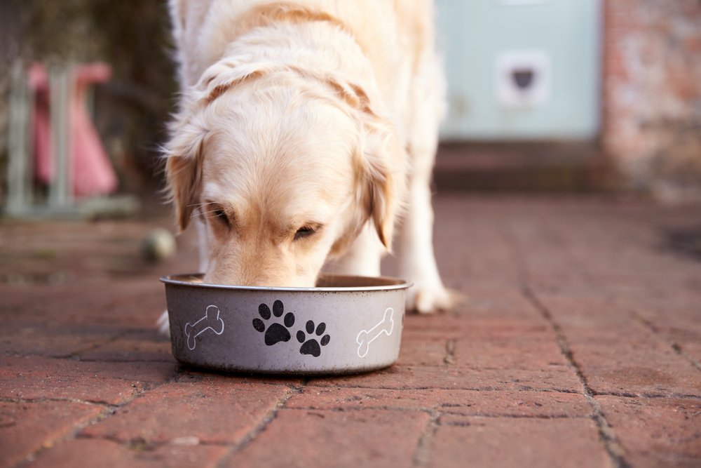 Come testiamo il cibo per cani