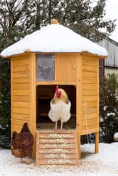 Come costruire un pollaio artigianale in muratura o legno
