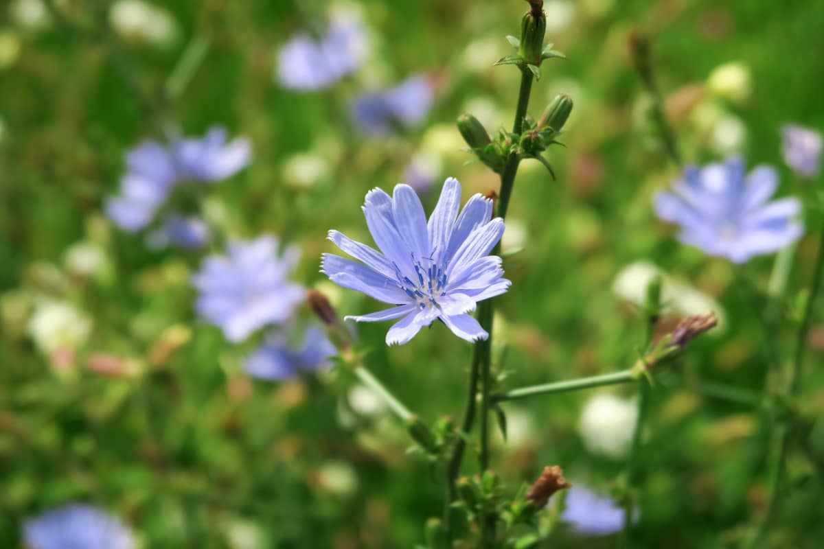 Fiori commestibili: come usarli nelle ricette estive — idealista/news