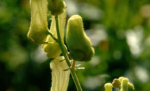 Campanula Varietà Fiori E Coltivazione Della Pianta