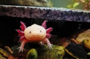 L'axolotl ou absolotto, la salamandre mexicaine qui ressemble à un dessin animé