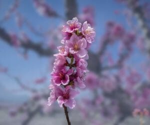 Fiori Di Pesco Significato Cure Caratteristiche E Curiosità